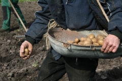 Kartoffeln_pflanzen_2015_KartoffelpflanzenIMG_7448