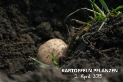 Kartoffeln_pflanzen_2015_KartoffelpflanzenA_titelbild